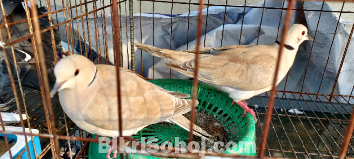 বিভিন্ন ধরণের কবুতর , ঘুঘু , টিয়া